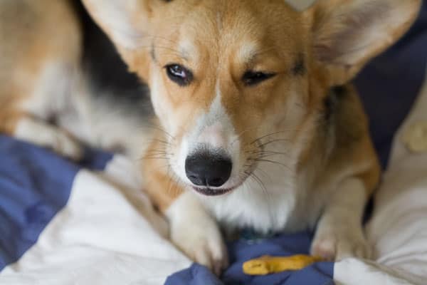Grain-Free Pumpkin Dog Treats