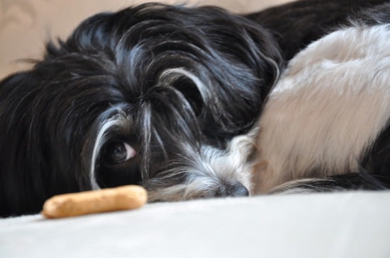 Homemade Dog Biscuit Recipes