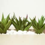 natural hair growth remedies