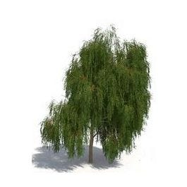 White Willow Bark Extract
