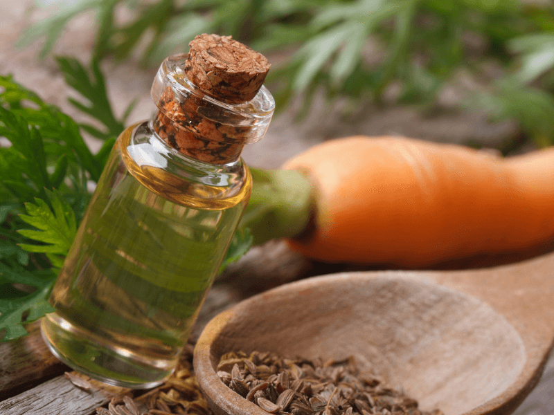 Carrot Seed Oil Benefits for Skin