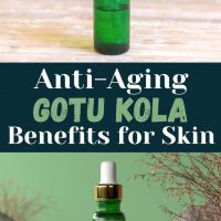Gotu kola benefits