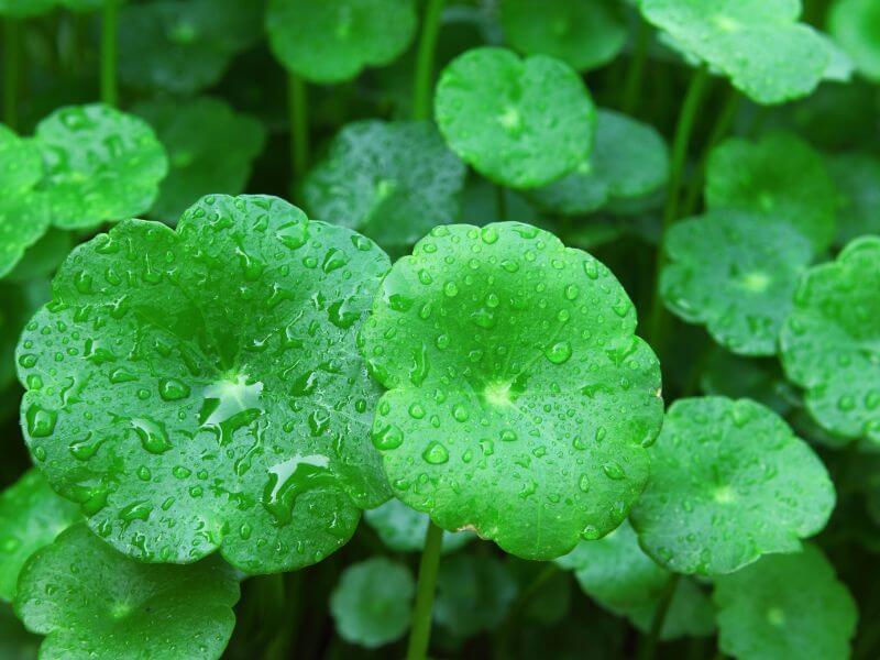 Gotu kola benefits